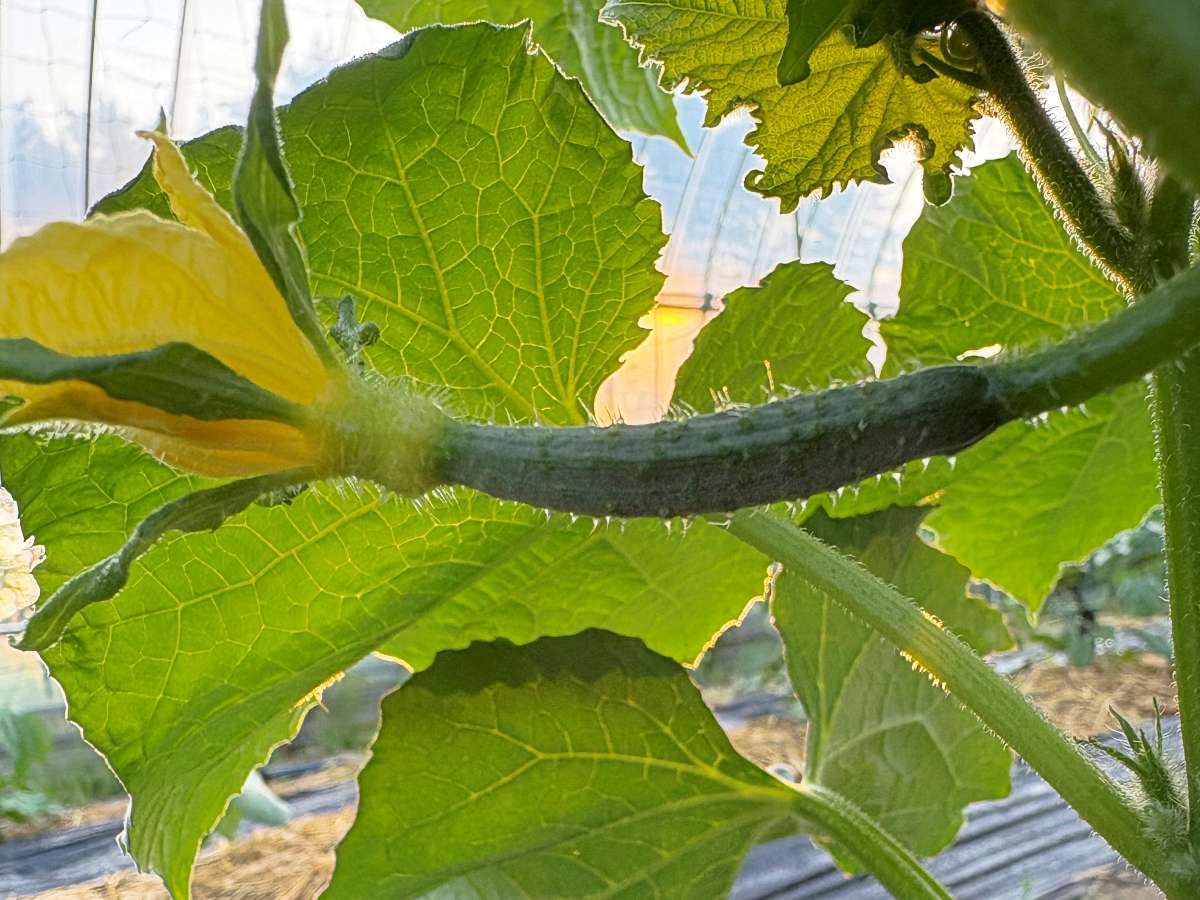 5月31日、雌花が開花。若い果実の元側に黄色い花がついている