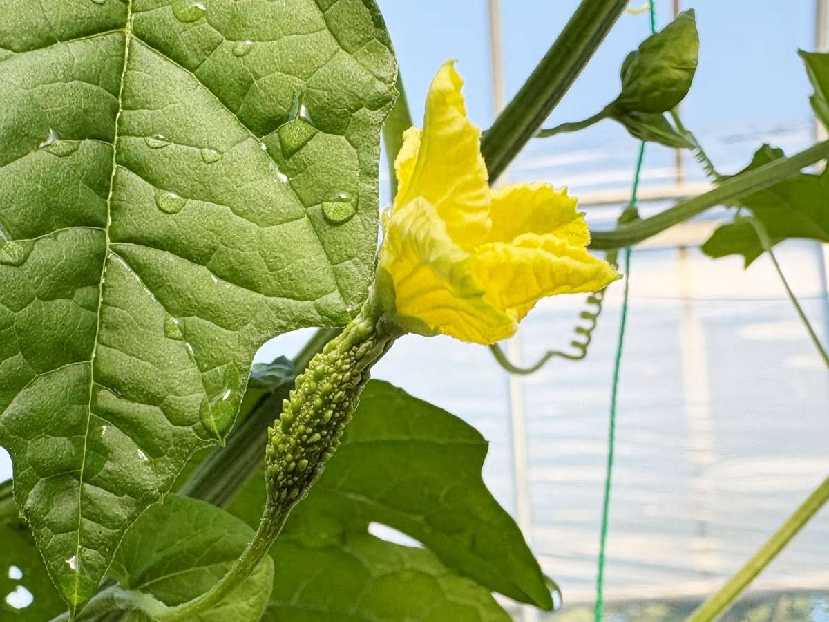 6月1日、ハウス内で開花したゴーヤーの黄色い雌花。花の下に小さな実の形が見え、巻きひげがネットに絡みついている