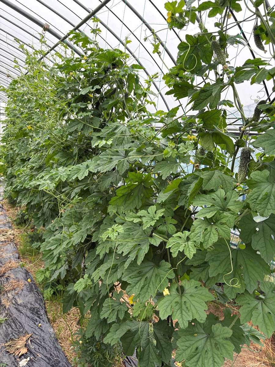 ハウス内のゴーヤーの全景。つるが旺盛に伸び、ネット沿いに葉が密に茂る