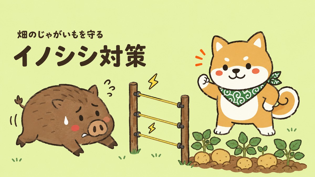 柴犬ごんちゃんが電気柵でじゃがいも畑を守り、イノシシが阻まれて後ずさりするイラスト