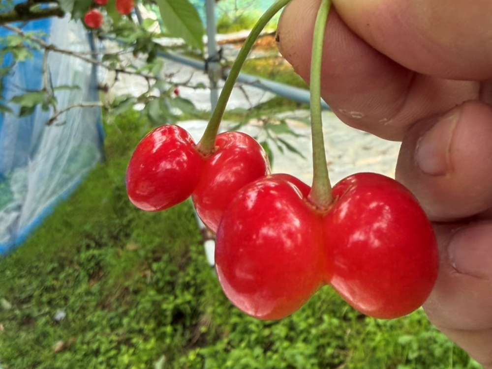 双子になった規格外の佐藤錦。味は出荷品と変わらない