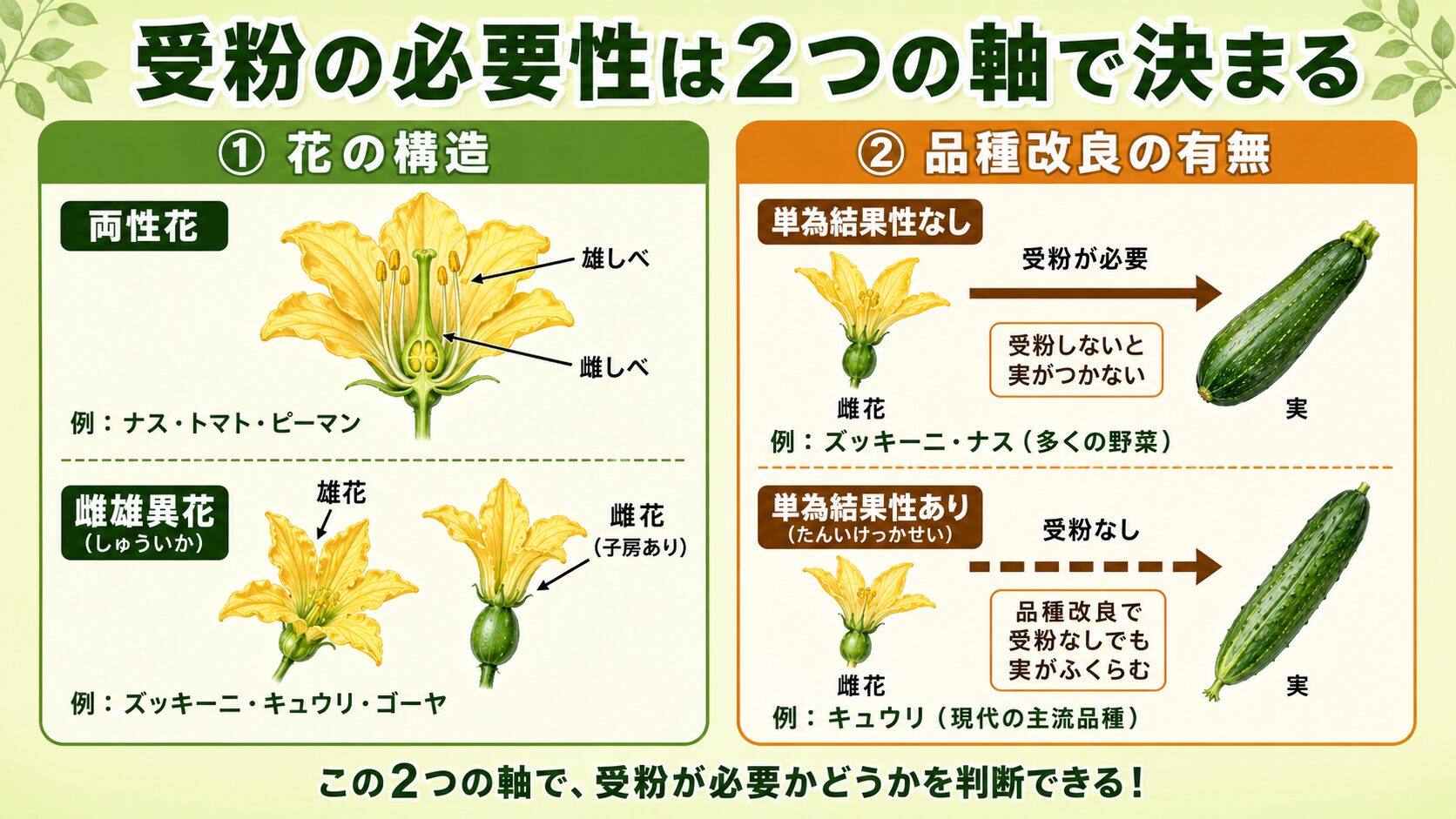 受粉の必要性は2つの軸で決まる解説図。左パネルは花の構造で、両性花（1つの花に雄しべと雌しべがそろう・例：ナス・トマト・ピーマン）と雌雄異花（雄花と雌花が別・例：ズッキーニ・キュウリ・ゴーヤ）を比較。右パネルは品種改良の有無で、単為結果性なし（受粉が必要・例：ズッキーニ・ナス）と単為結果性あり（受粉なしでも実がふくらむ・例：キュウリ）を比較したインフォグラフィック。