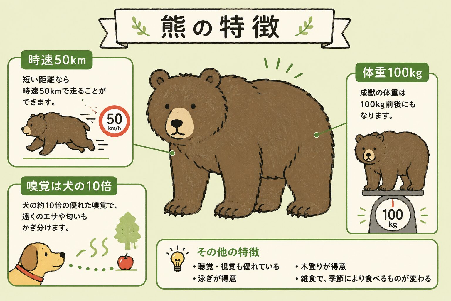 クマの特徴のインフォグラフィック。短い距離なら時速50kmで走る、成獣の体重は100kg前後、嗅覚は犬の約10倍で遠くのエサや匂いをかぎ分ける。その他、聴覚・視覚も優れ、泳ぎや木登りが得意で、雑食で季節により食べ物が変わる