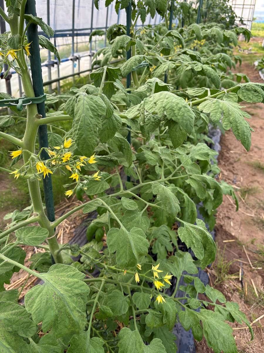 開花期を迎えたCFプチぷよⅡの株。黄色い花が多数咲いている