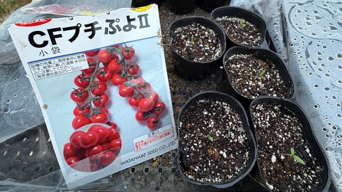 ポットから出てきたCFプチぷよⅡの双葉。横に種袋を置いている