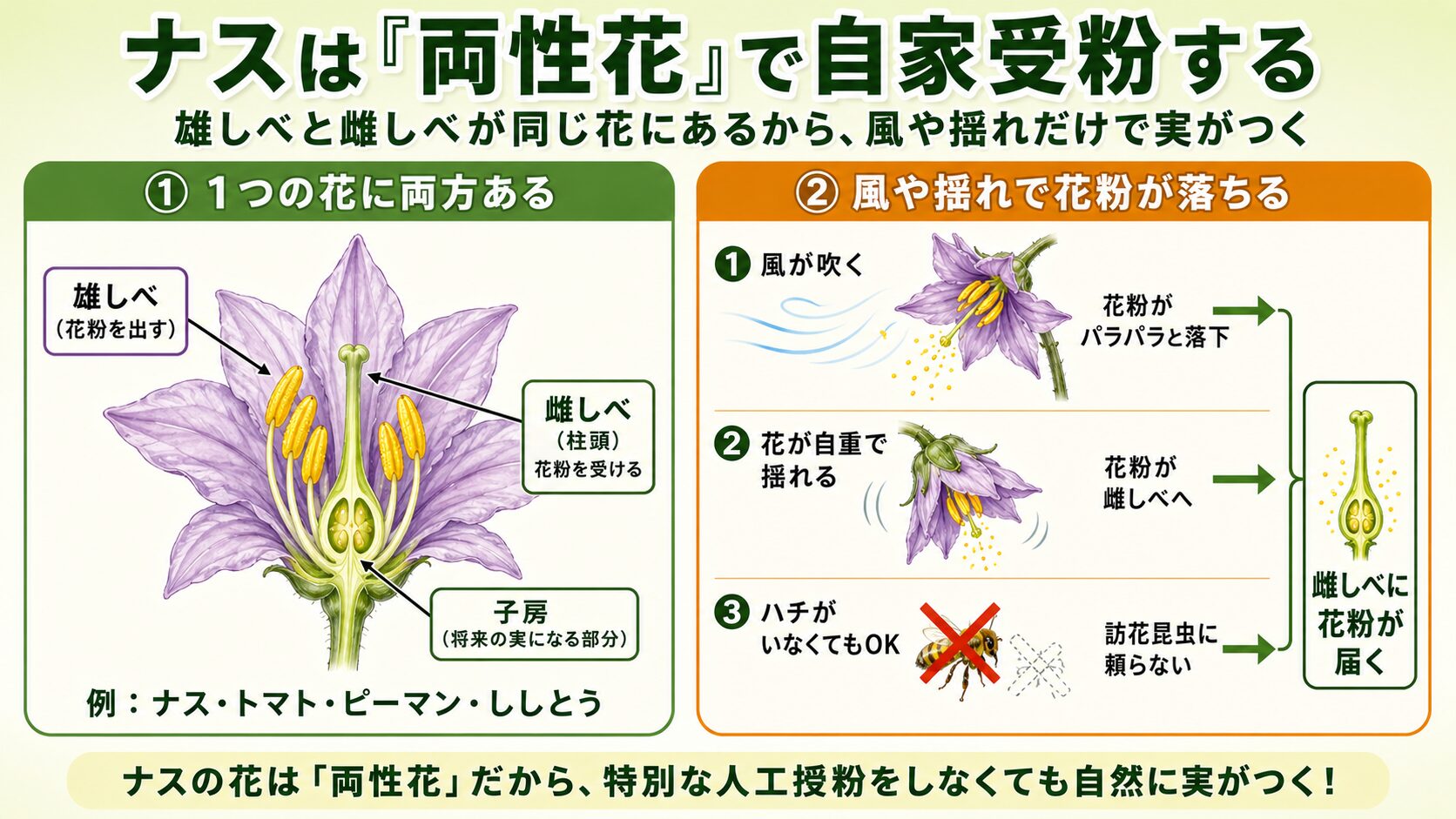 ナスは両性花で自家受粉することを示す解説図。左パネルはナスの花の縦断面図で、紫の花弁の中に雄しべ（黄色い葯／花粉を出す）と雌しべ（緑の柱頭／花粉を受ける）が同じ花の中にそろっていることを部位ごとに矢印で説明。子房（将来の実になる部分）も明示。右パネルは自家受粉が成立する3つのきっかけで、風が吹く・花が自重で揺れる・ハチがいなくてもOKの3パターンが、いずれも雌しべに花粉が届く結果へつながることを示すインフォグラフィック。