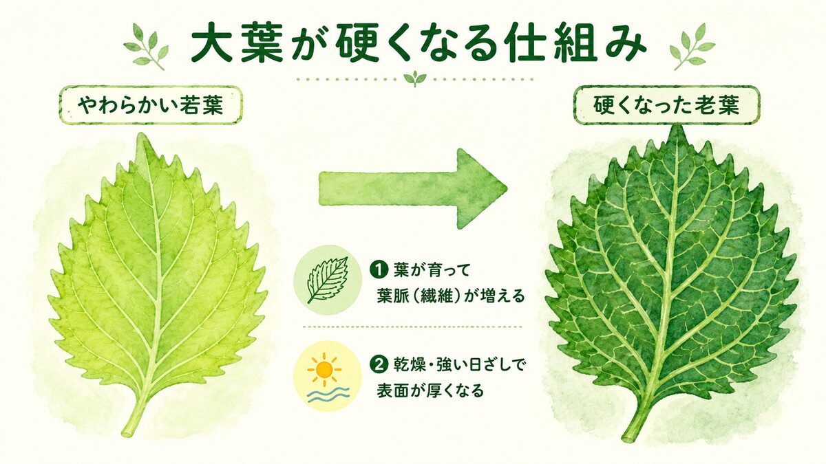 大葉が硬くなる仕組み。やわらかい若葉と硬くなった老葉を比較し、葉脈の発達と乾燥・強光で表面が厚くなる流れを示した図