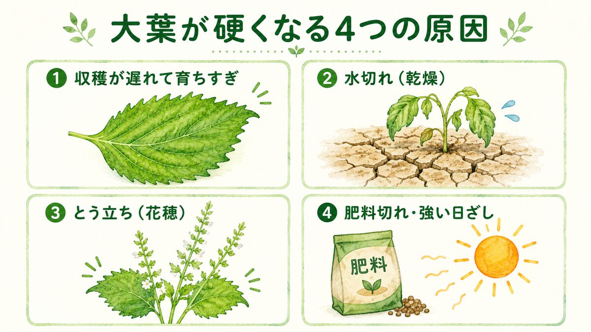大葉が硬くなる4つの原因。収穫遅れ・水切れ・とう立ち・肥料切れと強い日ざしを4分割で示した図