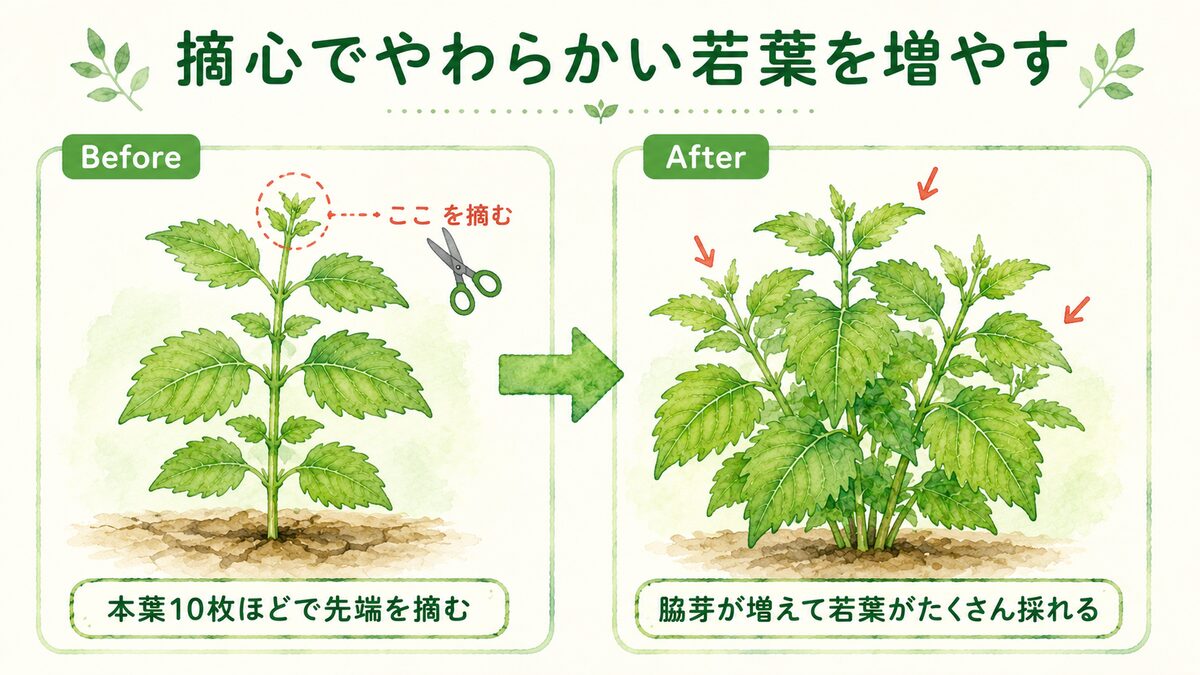 大葉の摘心のやり方。本葉10枚ほどで先端を摘むと脇芽が増え、やわらかい若葉がたくさん採れることをBefore/Afterで示した図