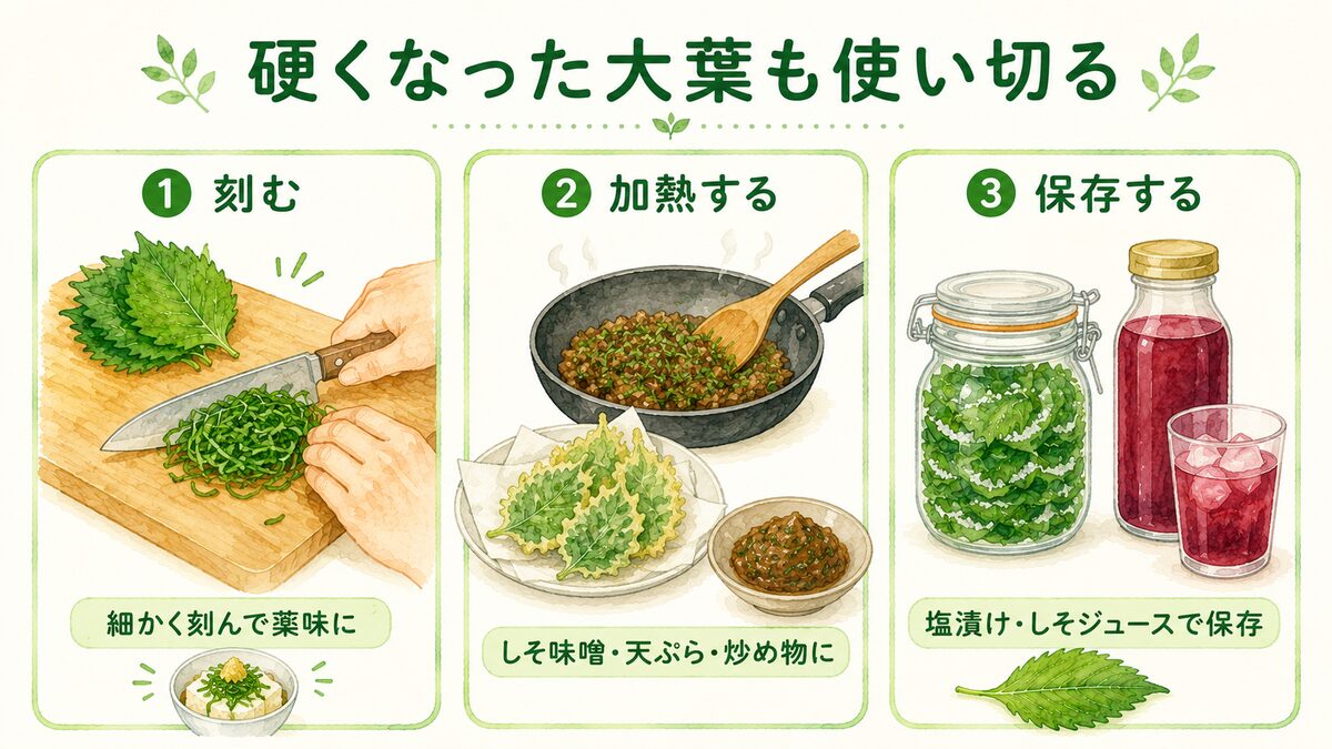硬くなった大葉の活用法。細かく刻む・加熱する(しそ味噌や天ぷら)・保存する(塩漬けやしそジュース)の3つを示した図