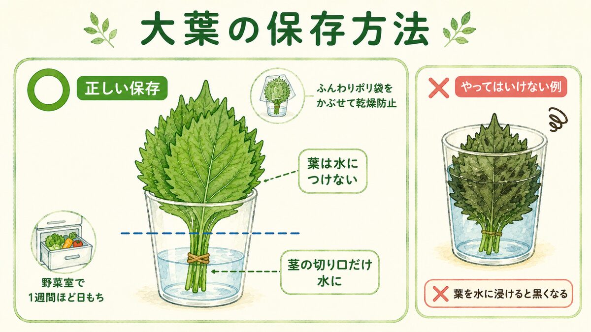 大葉の保存方法。コップに少量の水を入れて茎の切り口だけをつけ、葉は水面より上に立てる正しい方法と、葉まで水に浸けて黒く変色した悪い例を対比した図