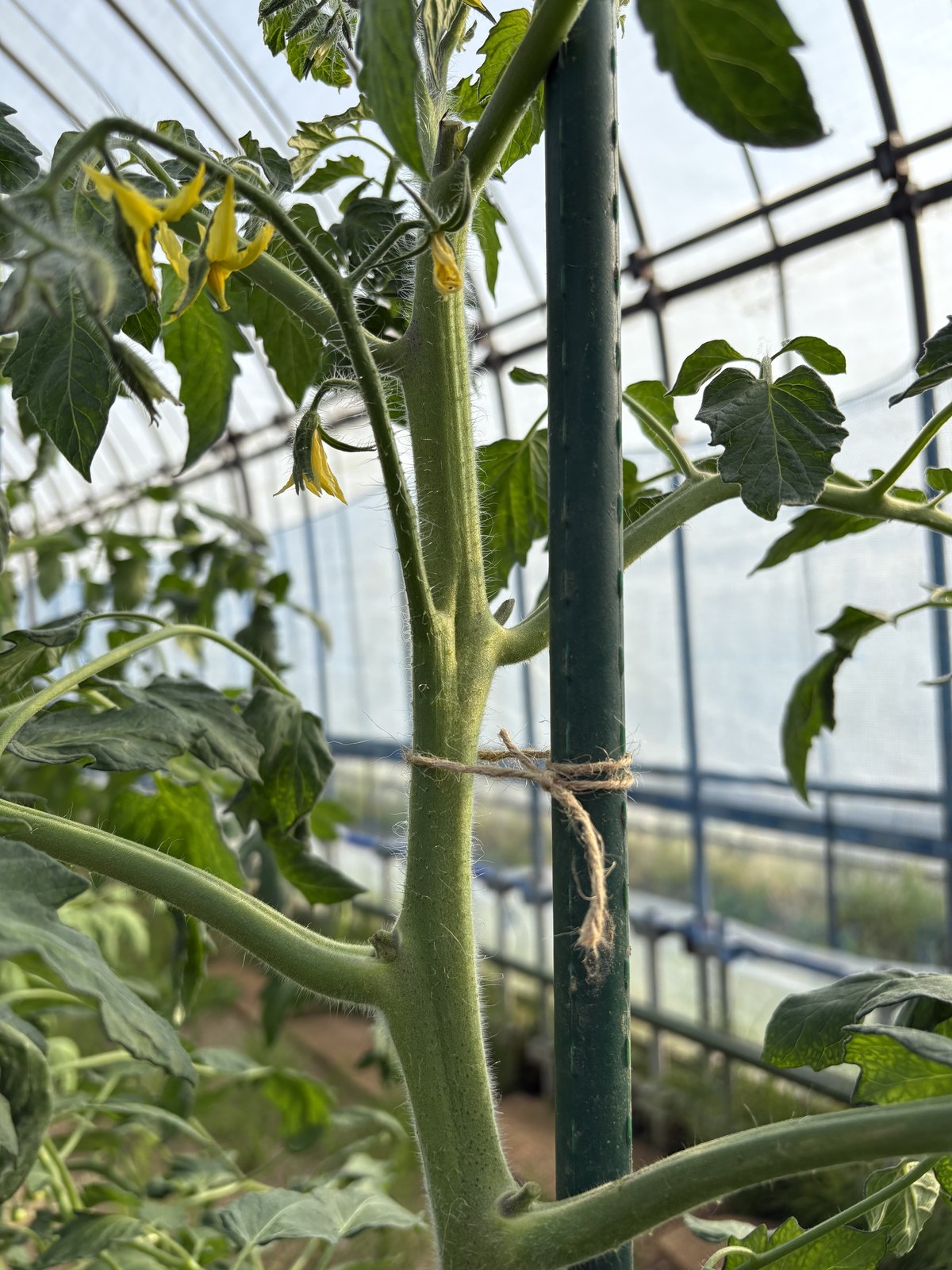 中玉トマト「フルティカ」の主枝を緑色の支柱パイプに誘引紐で固定し、上部の花房に黄色い花が開花した状態。庄内のハウスで2026年6月19日・播種後75日目に撮影。ハウスの屋根の骨組みが背景に写る