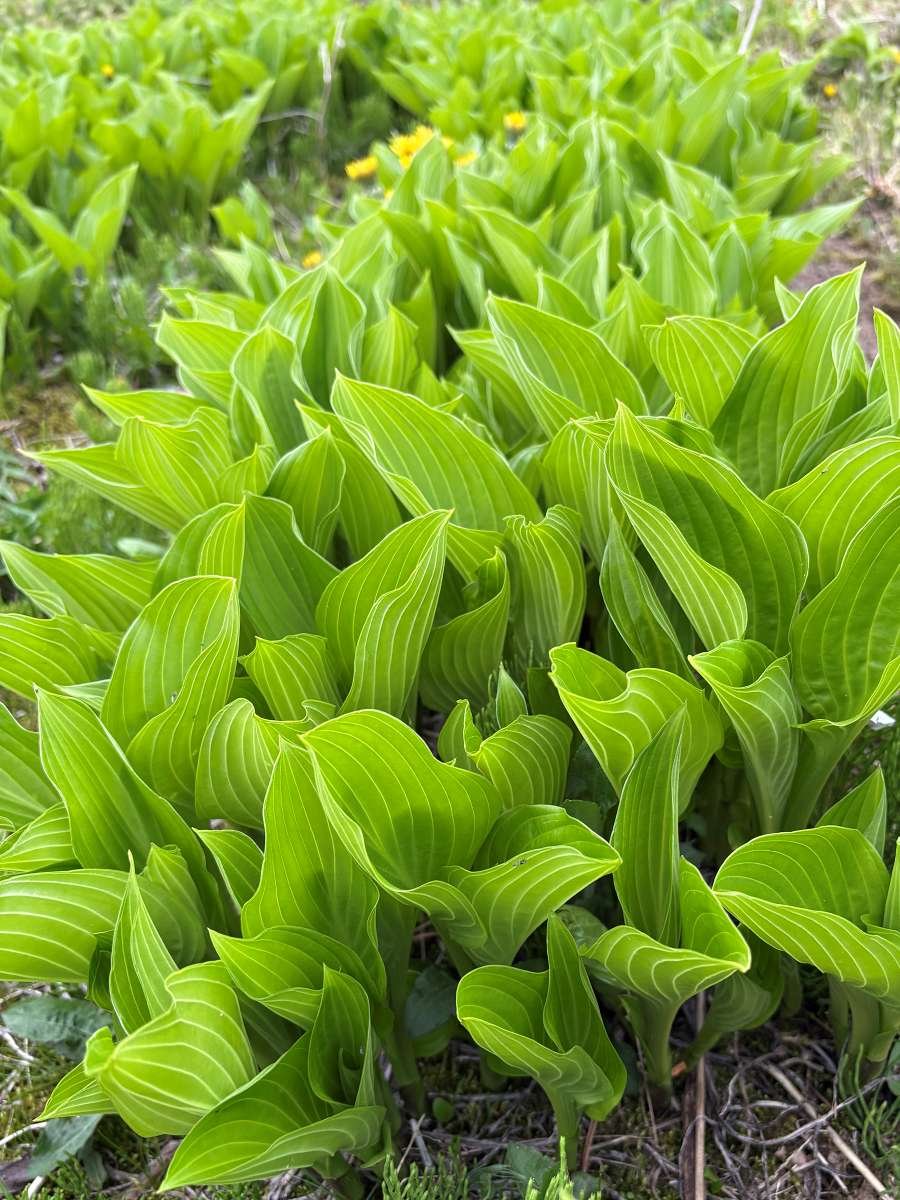 2026年4月15日のうるい。葉が大きく開き、葉柄や茎が固くなった状態
