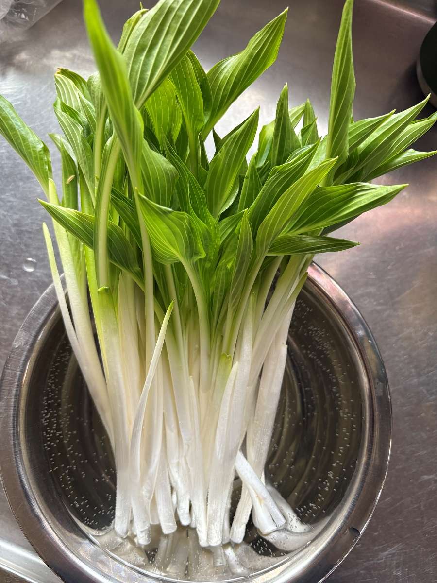 収穫直後の軟白うるい。白い葉柄と先の緑の葉