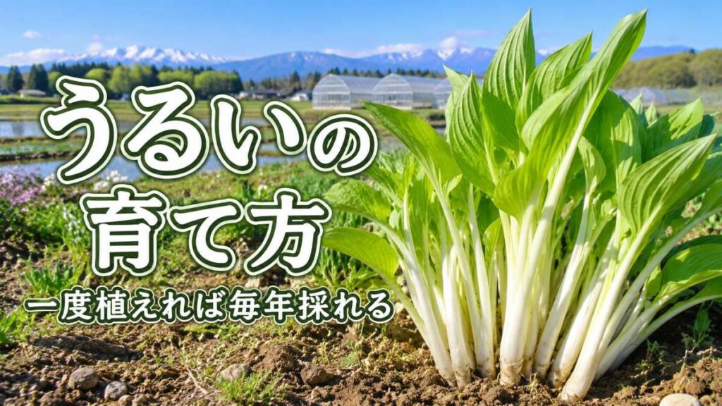 畑のうるい。白い軟白の葉柄と緑の葉、奥に庄内の田園とハウス。文字『うるいの育て方／一度植えれば毎年採れる』