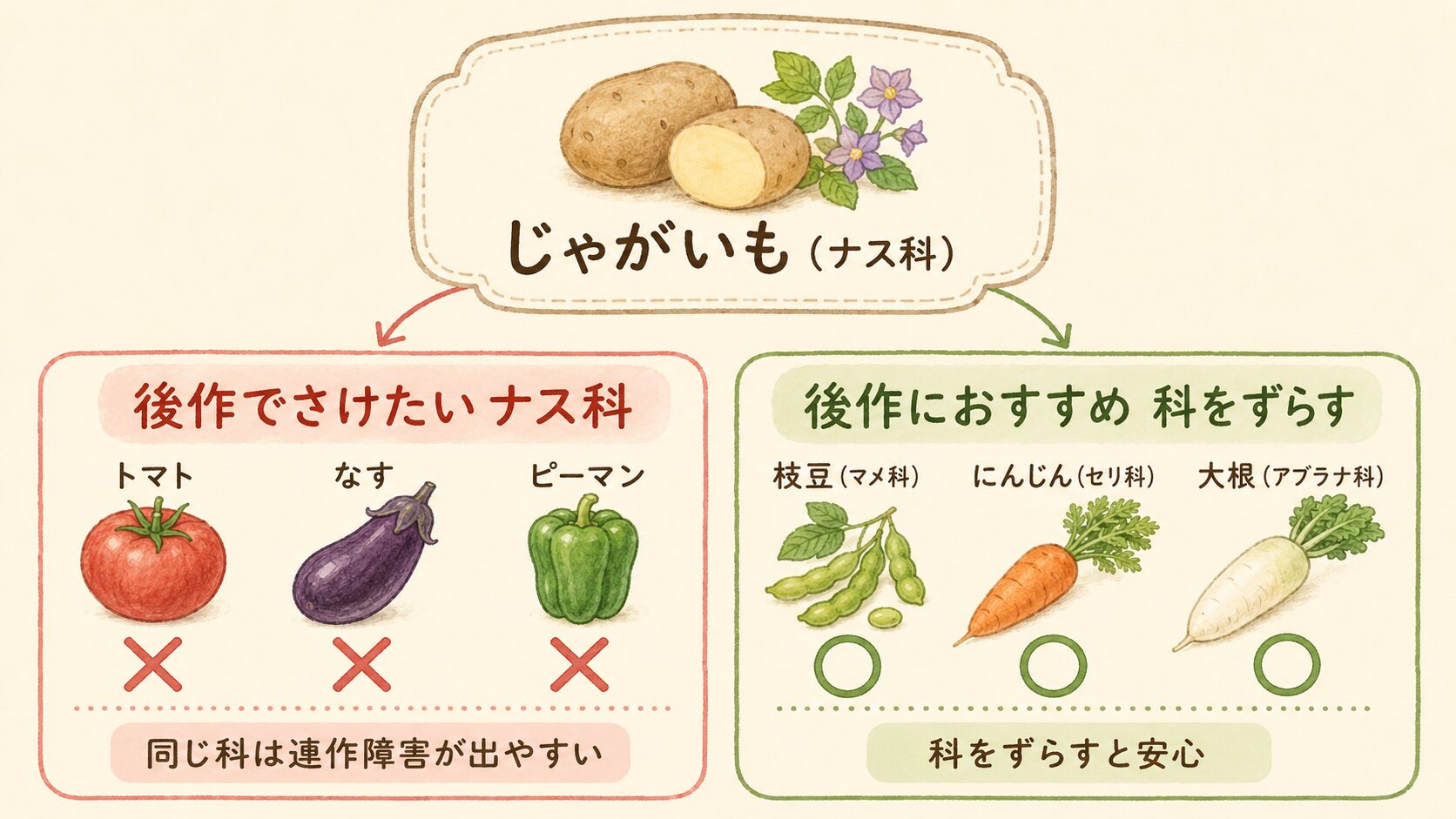 じゃがいもはナス科で、後作にトマト・なす・ピーマンなど同じナス科を植えると連作障害が出やすいこと、マメ科・セリ科・アブラナ科に科をずらすとよいことを示した図解