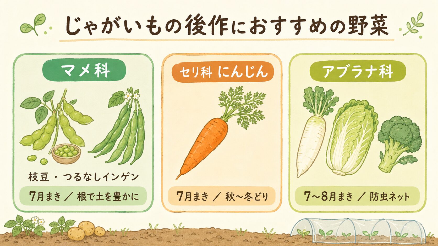 じゃがいもの後作におすすめの野菜を、マメ科（枝豆・つるなしインゲン）、セリ科（にんじん）、アブラナ科（大根・白菜・ブロッコリー）の3グループに分けて、まき時期の目安とともに示した図解