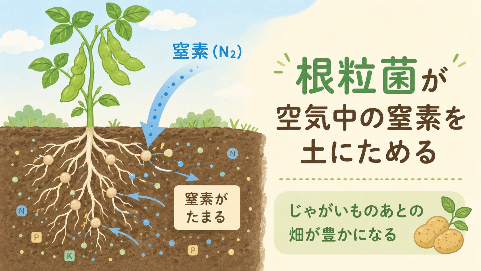 マメ科の根につく根粒菌が、空気中の窒素を取り込んで土にためる仕組みを示した図解。じゃがいものあとの畑が次の作付けに向けて豊かになることを表している