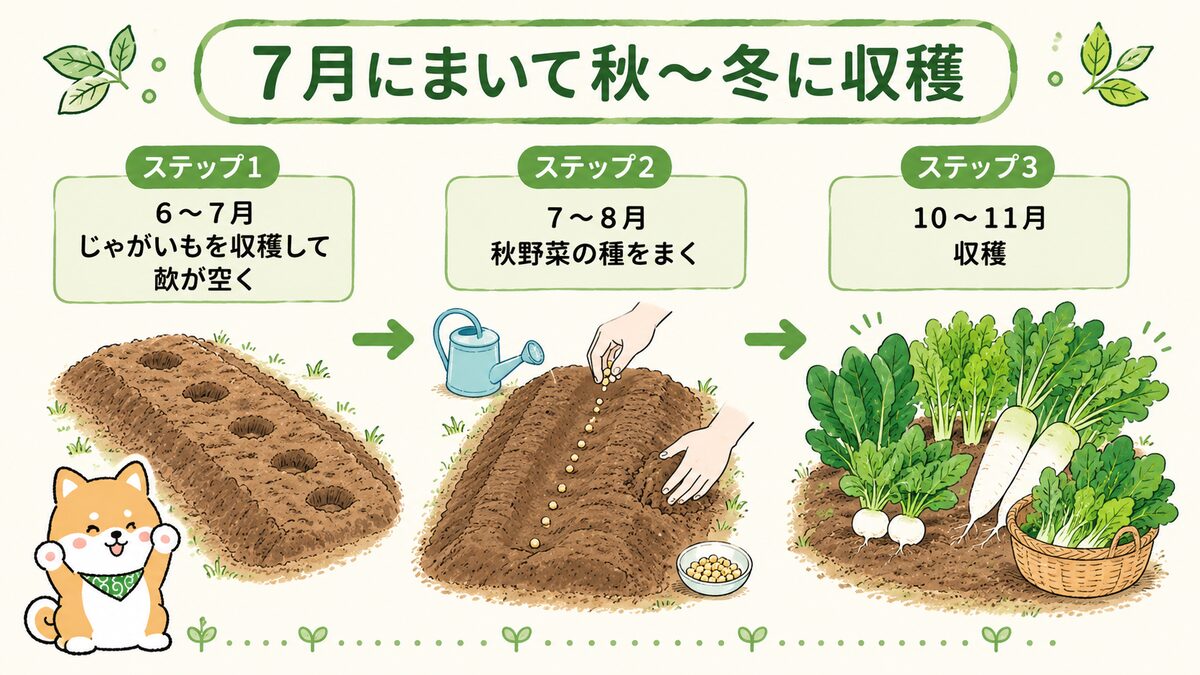 7月にまいて秋から冬に収穫する流れ。6〜7月にじゃがいもを収穫して畝が空き、7〜8月に秋野菜の種をまき、10〜11月に収穫するまでを3ステップで示した図
