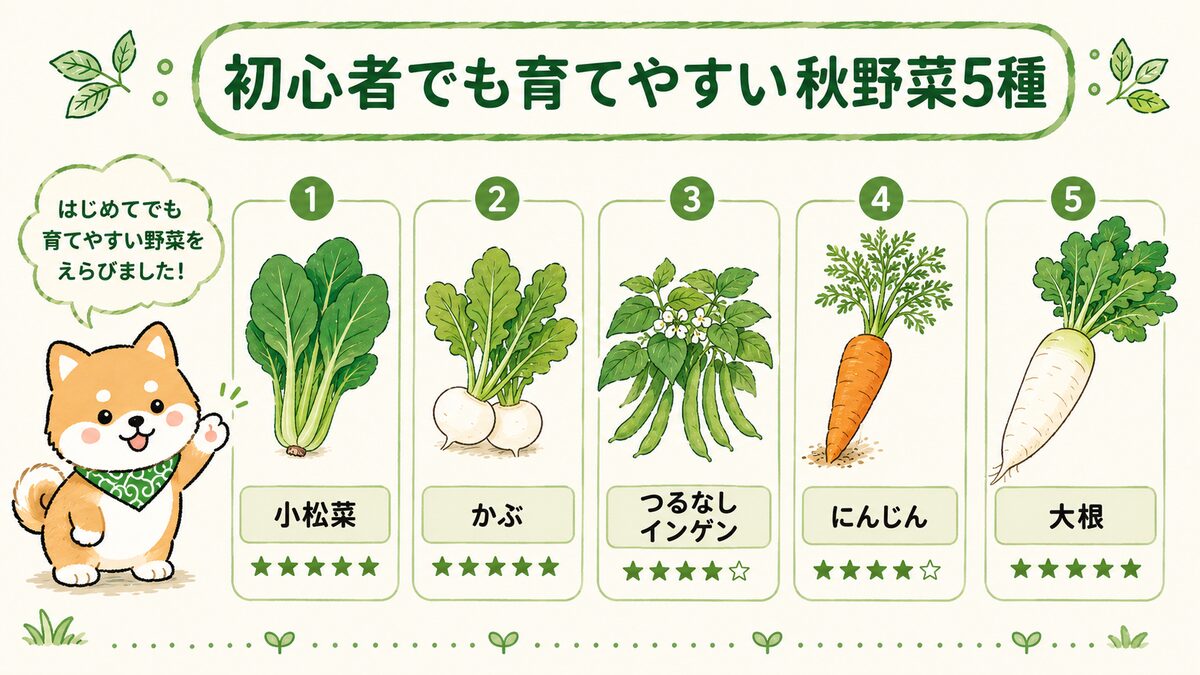 初心者でも育てやすい秋野菜5種のラインナップ。小松菜・かぶ・つるなしインゲン・にんじん・大根を、それぞれ育てやすさの星の数とともに並べた図