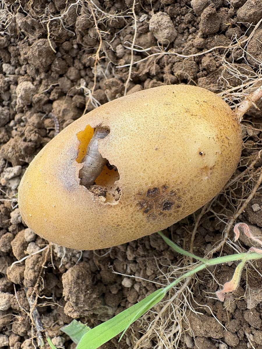 露地で収穫したメークインの芋に開いた穴と、中に潜り込んだ灰色の幼虫。ネキリムシ（ヤガ類の幼虫）とみられる食害