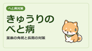 きゅうりのべと病対策のサムネイル。葉裏の角斑と長雨の対策の文字と、困ったようすの柴犬ごんじろう