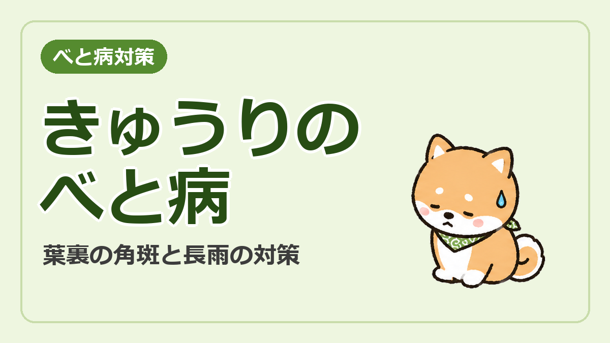 きゅうりのべと病対策のサムネイル。葉裏の角斑と長雨の対策の文字と、困ったようすの柴犬ごんじろう