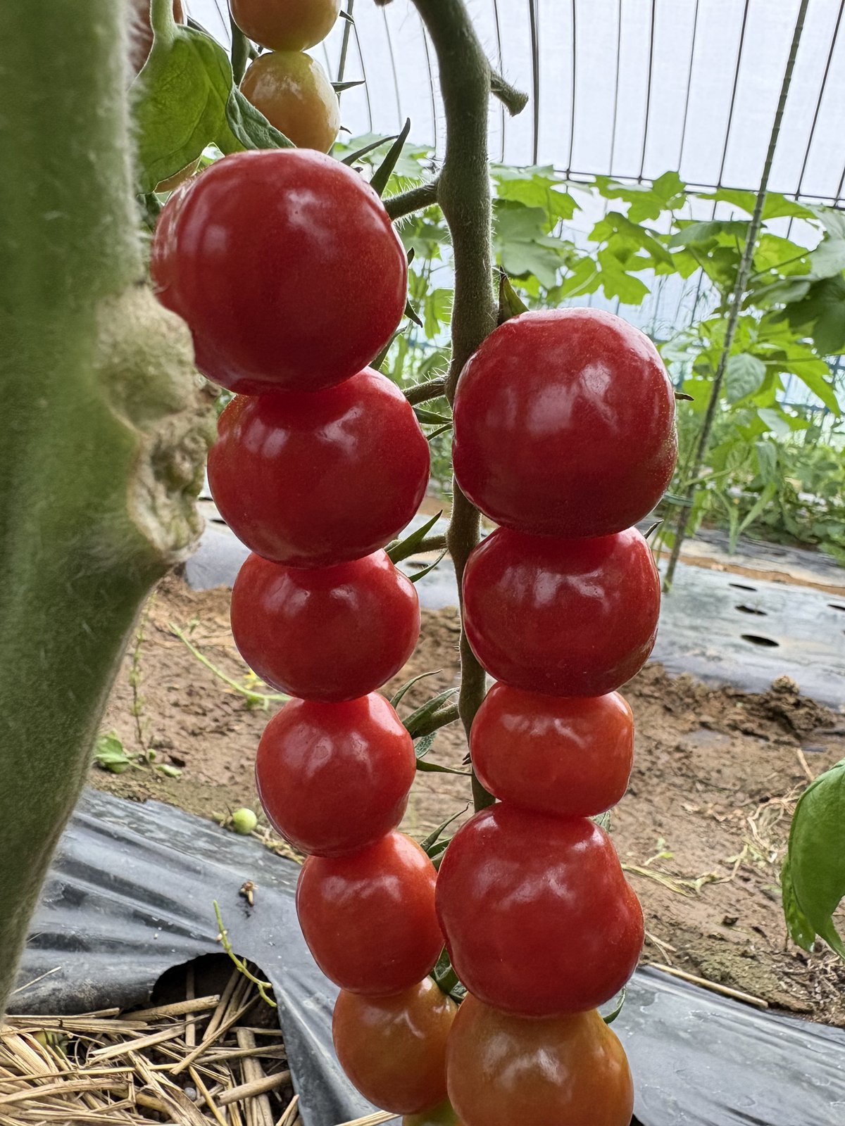 房についたまま赤く色づいたCFプチぷよⅡの実。2本の花房に丸い実が縦に連なり、さくらんぼのように見える（山形県庄内・ハウス栽培・2026年7月28日）