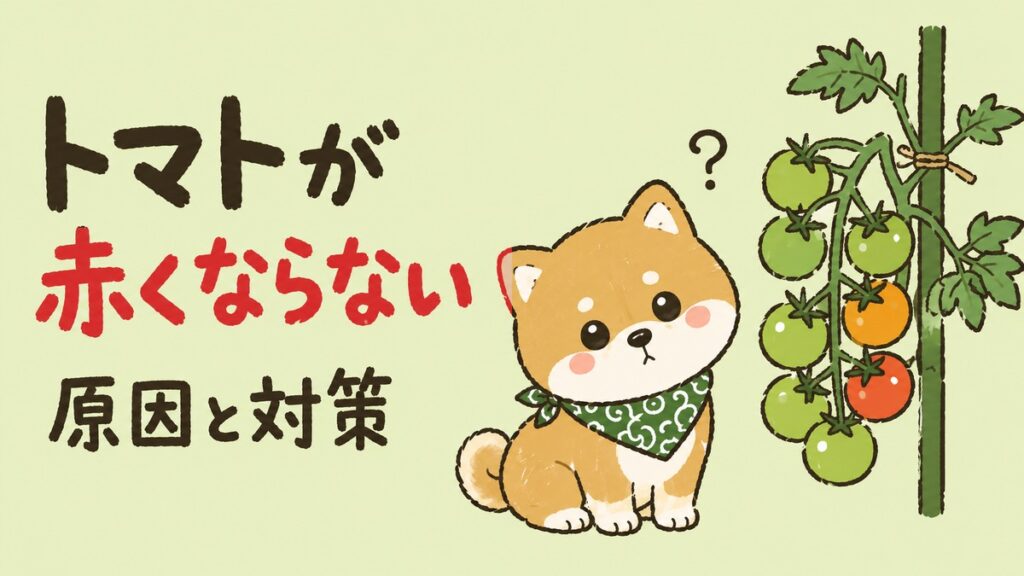 トマトが赤くならない原因と対策。困り顔の柴犬ごんちゃんと色づき始めたトマトの房