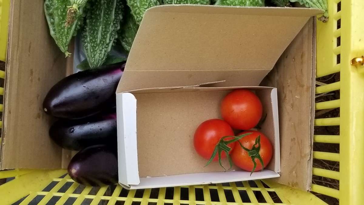 中玉トマト「フルティカ」を初収穫した3個を収穫箱に入れた状態。庄内のハウスで2026年7月12日・播種後98日目の朝に撮影。収穫かごには同じ朝に採ったなすとゴーヤーも見える