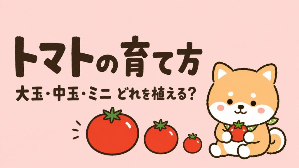 トマトの育て方 大玉・中玉・ミニどれを植える？ 看板犬ごんちゃんとトマト3サイズのイラスト