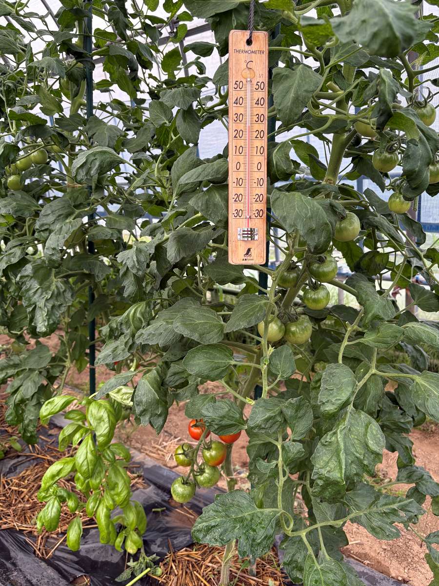 ハウス内のトマトの株のあいだに吊るした木製の寒暖計。目盛りを見て30℃を超えたら換気・遮光の合図にしている。株元では中玉トマト「フルティカ」の実が赤く色づき始めている（山形県庄内・2026年7月）