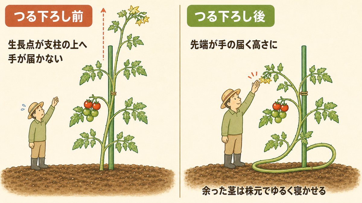 トマトのつる下ろしの前後比較図。左は生長点が支柱の上まで伸びて手が届かない状態、右はつる下ろし後で余った茎を株元でゆるく寝かせ、先端が手の届く高さに下がった状態。農家の人物とトマトの株のイラストで示す