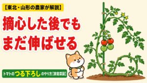 「摘心した後でもまだ伸ばせる トマトのつる下ろしのやり方」のアイキャッチ。つる下ろし後のトマトの株を柴犬のごんちゃんが見上げているイラスト