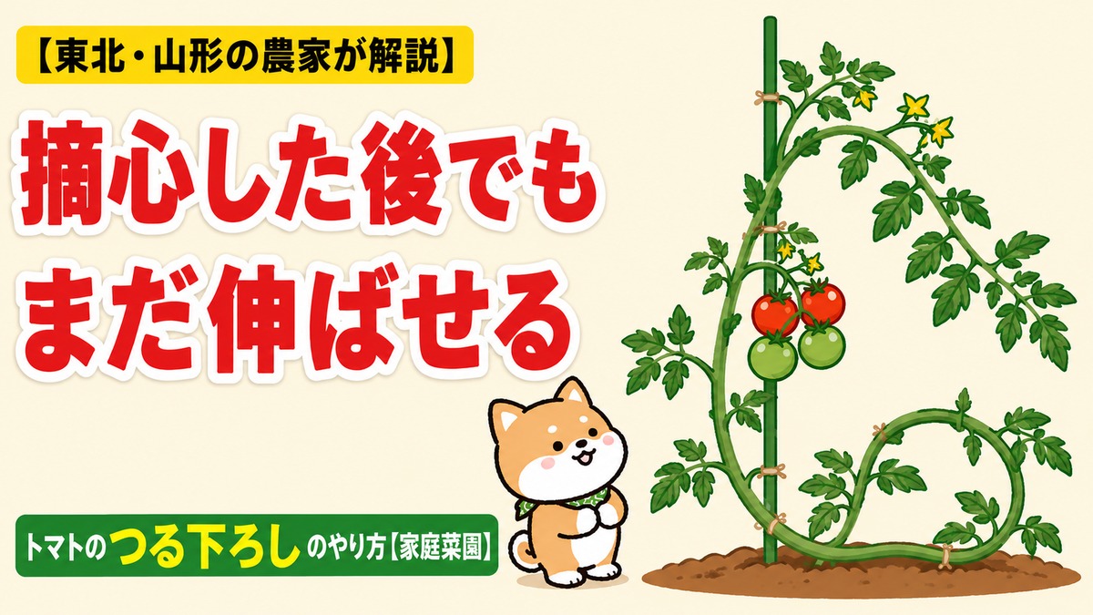 「摘心した後でもまだ伸ばせる トマトのつる下ろしのやり方」のアイキャッチ。つる下ろし後のトマトの株を柴犬のごんちゃんが見上げているイラスト