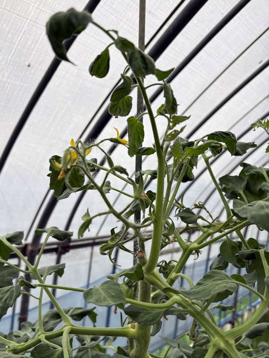 摘心した中玉トマト「フルティカ」の先端近くから立ち上がった脇芽。支柱に沿って新しい主枝として伸び始めている。山形県庄内のハウスで2026年7月22日・播種後108日目に撮影