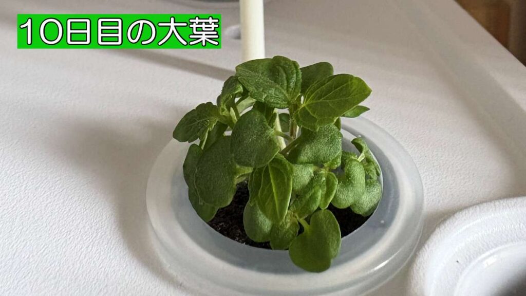 iDOO水耕栽培キットで10日目に青々と育った大葉の苗