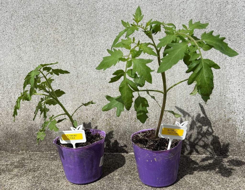 iDOO水耕栽培キットで発芽させ、ポットへ移植したトマトの苗