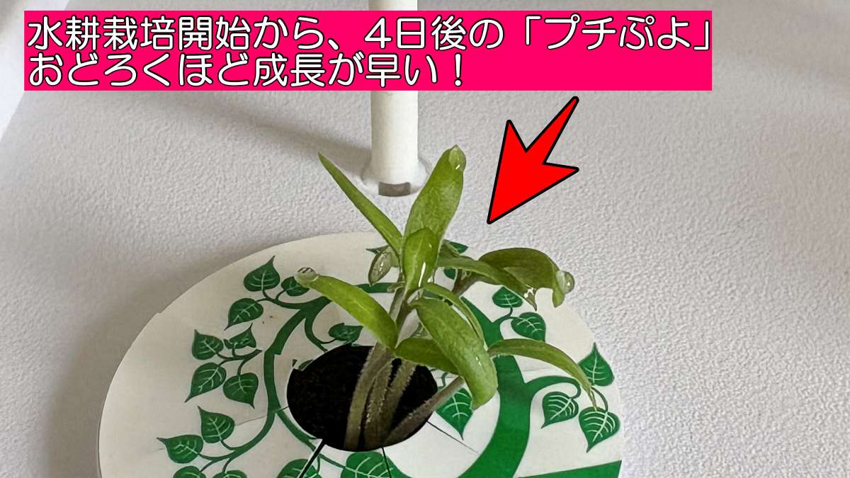 iDOO水耕栽培キットで育てた4日目のプチぷよ