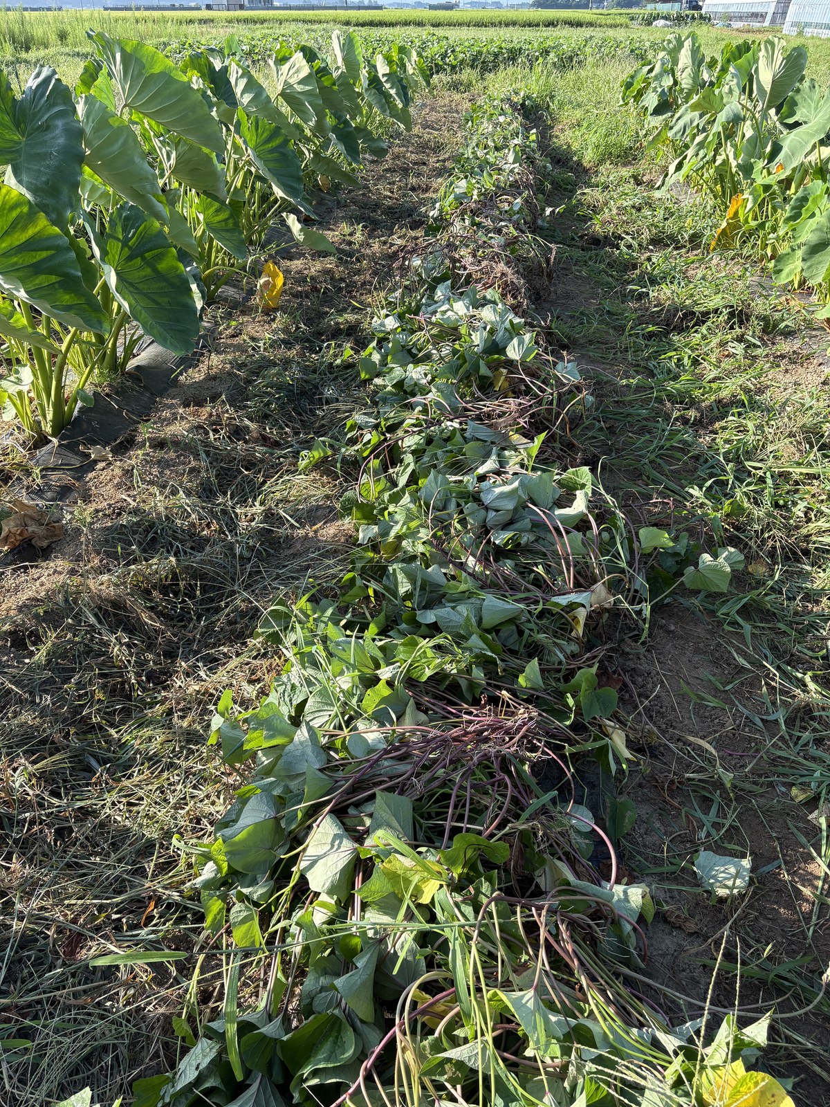 除草とつる返しを終えた紅はるかの畝。刈り取った草が畝の上に敷かれ、土が見える状態まで戻っている。赤紫のつるが畝に沿って並ぶ。庄内で2026年8月10日撮影