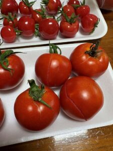 収穫した中玉トマト「フルティカ」5個を白いトレイに並べた写真。ヘタの脇から側面へ、線のように裂け目が伸びており、乾いて茶色い筋になっているものもある。奥のトレイのミニトマト「CFプチぷよⅡ」には割れが出ていない。庄内のハウスで2026年8月1日・播種後118日目に撮影