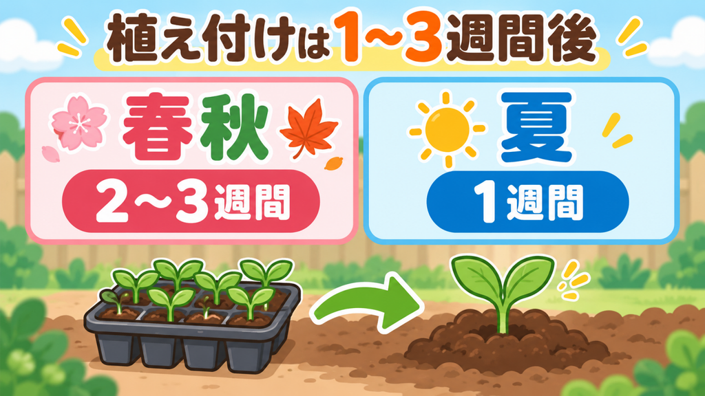 カルスNC-Rで土づくり後の植え付け時期。春秋は2〜3週間、夏は1週間あける目安を示した図解