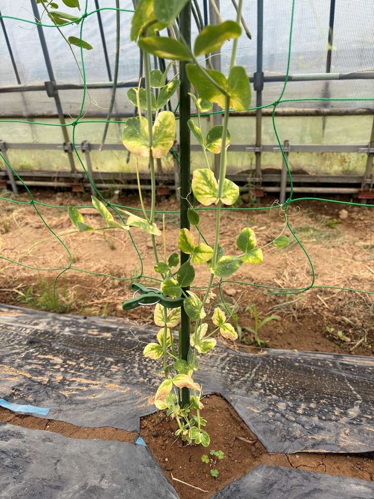 カルスNC-Rの土づくり記事で紹介する、下葉が黄色く茎が細い絹さや。チッソ不足やチッソ飢餓が疑われる症状